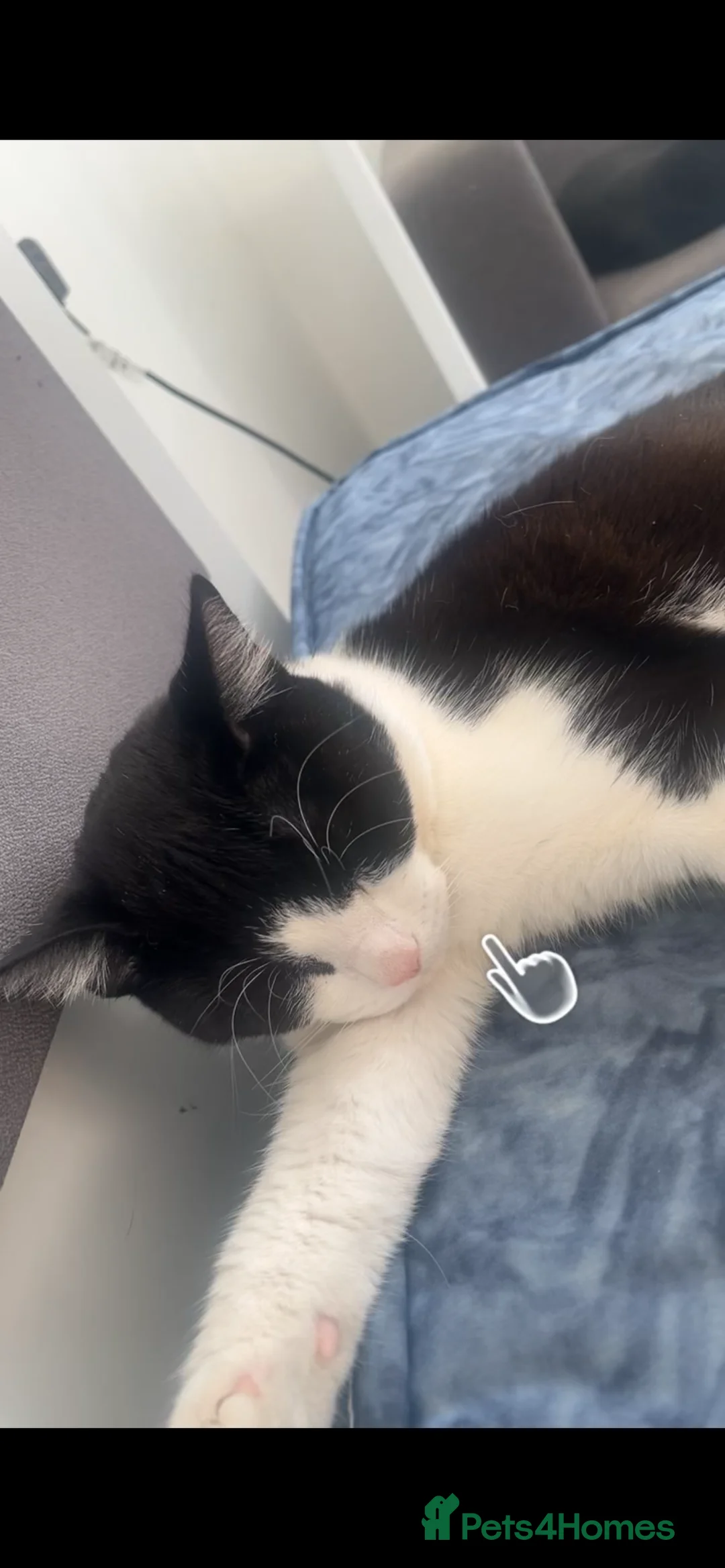 Domestic Shorthair cats for sale: Male cat looking for new home - Advert 5