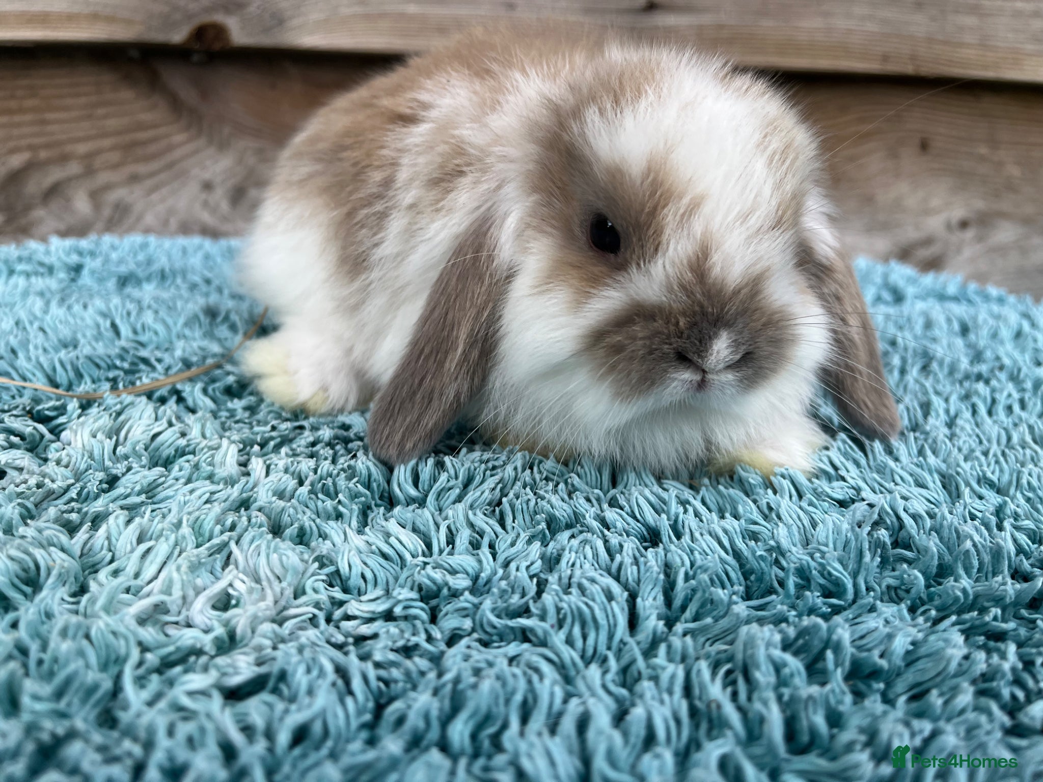 Mini Lop rabbits for sale: Gorgeous pure Mini lops  - Advert 4