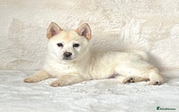 Chow Chow dogs for sale: Stunning genuine chowsky puppies for sale  - Image 22