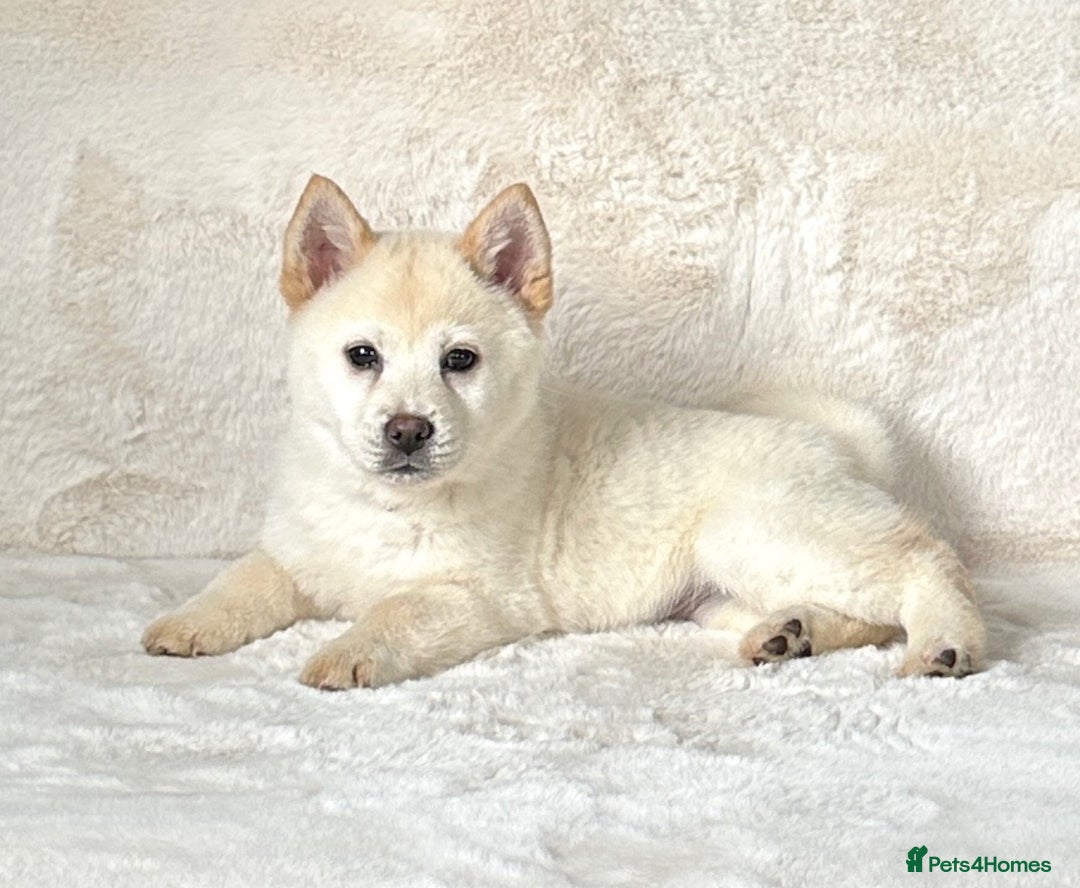 Chow Chow dogs for sale: Stunning genuine chowsky puppies for sale  - Image 22