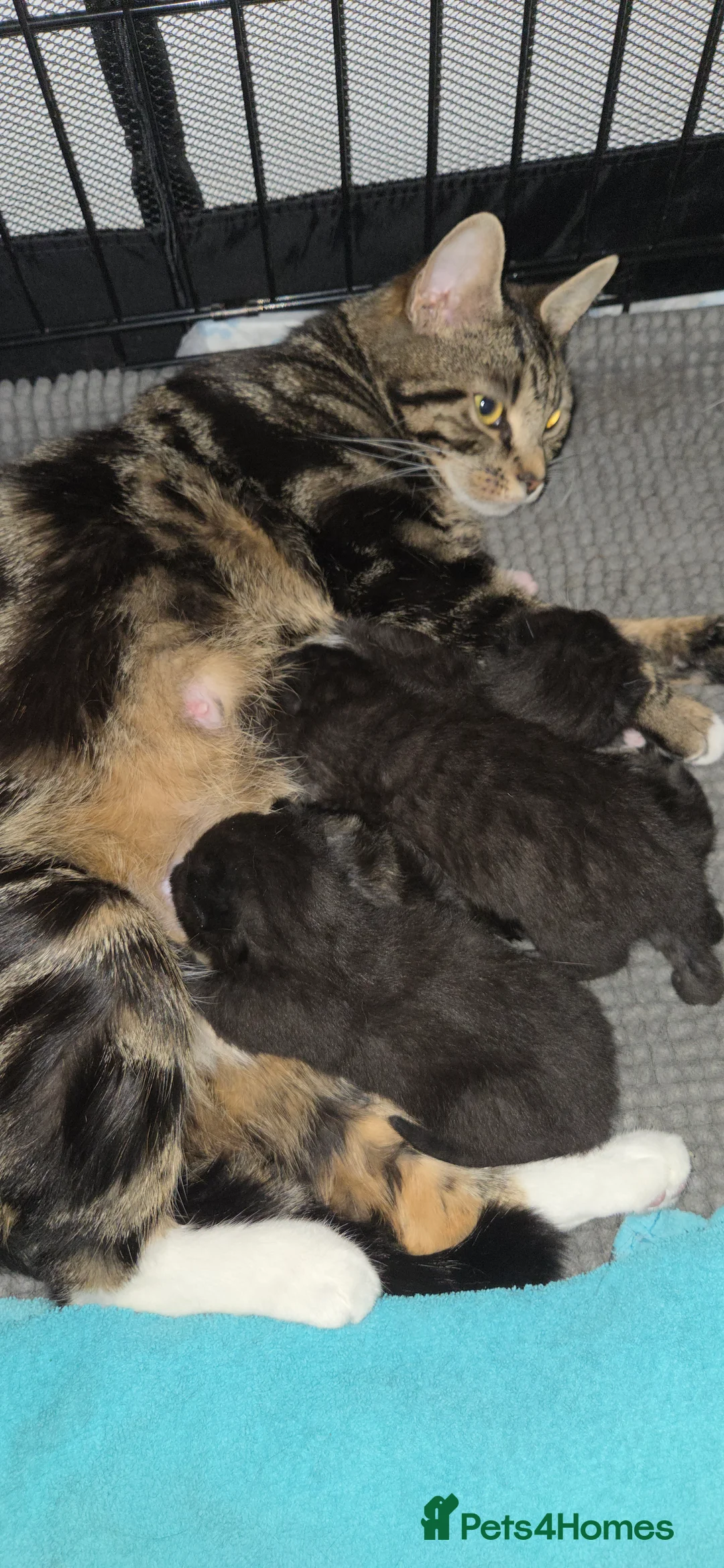 Mixed Breed cats for sale: Female domestic short-haired kittens - Advert 3