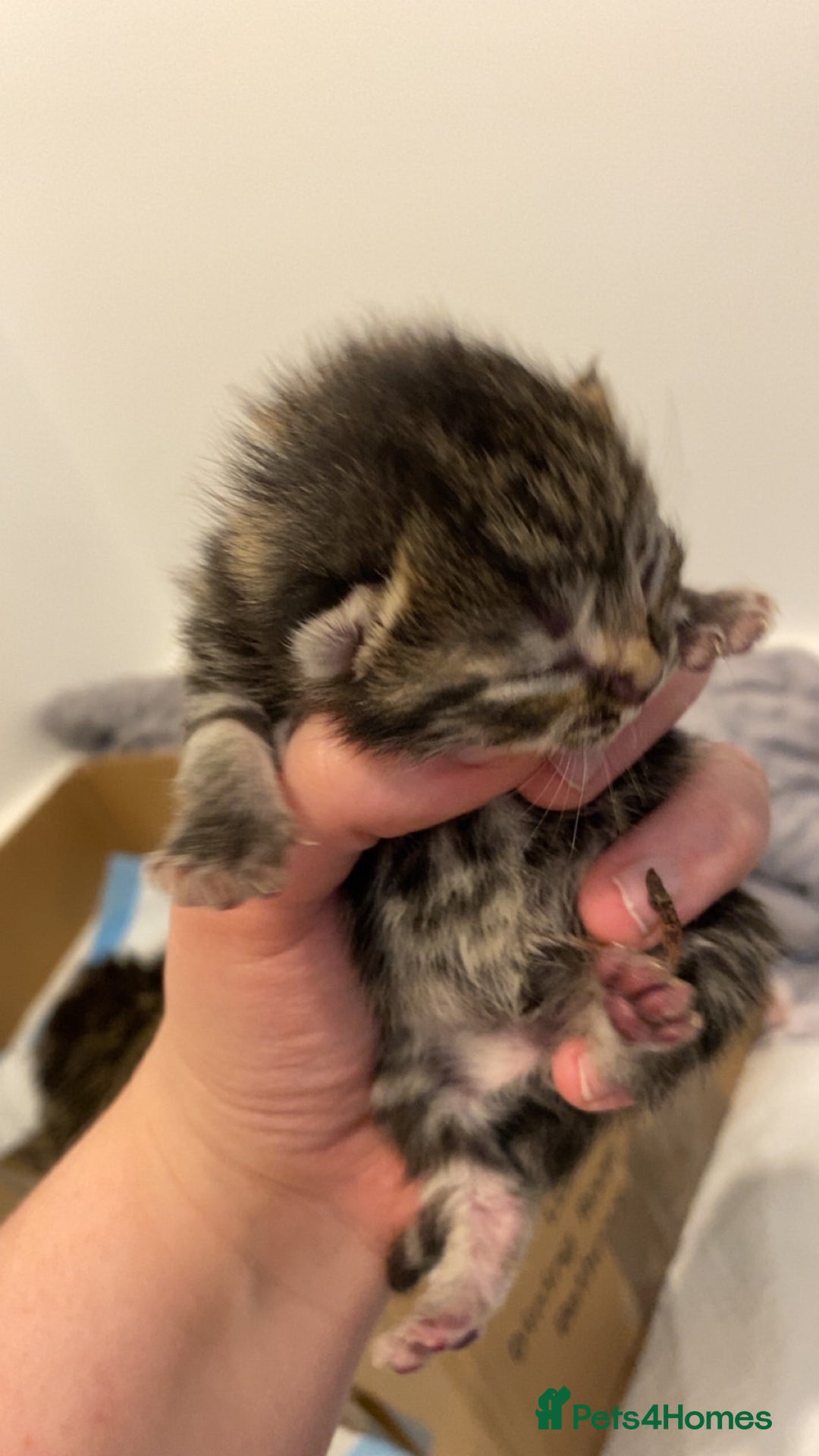 Mixed Breed cats for sale: 2 girl long haired tabby kittens  - Image 24