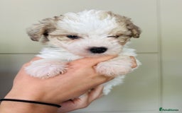 Mixed Breed dogs for sale: Litter of 5 beautiful puppies - Image 3