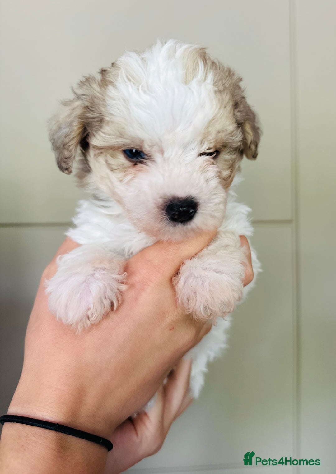 Mixed Breed dogs for sale: Litter of 5 beautiful puppies - Image 3