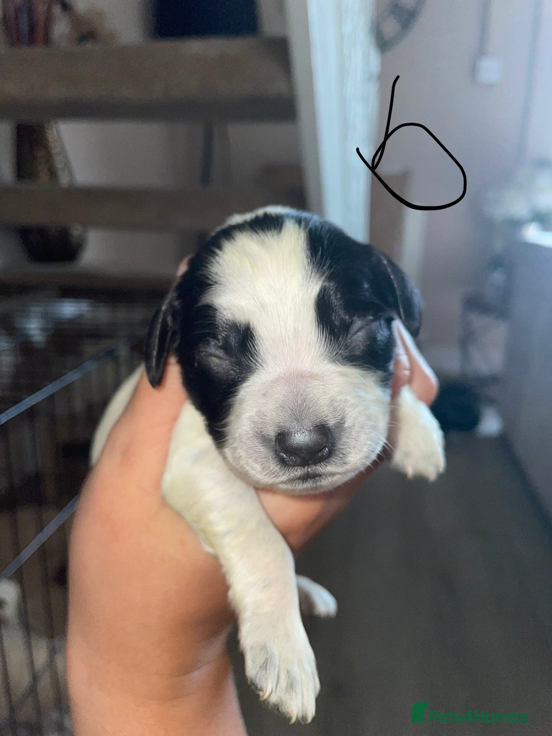 Sprocker dogs for sale: Sprocker puppys - Image 13