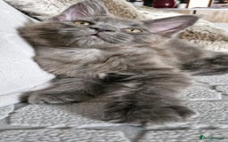 Maine Coon cats for sale: Little adorable kitten looking for new home  - Image 8