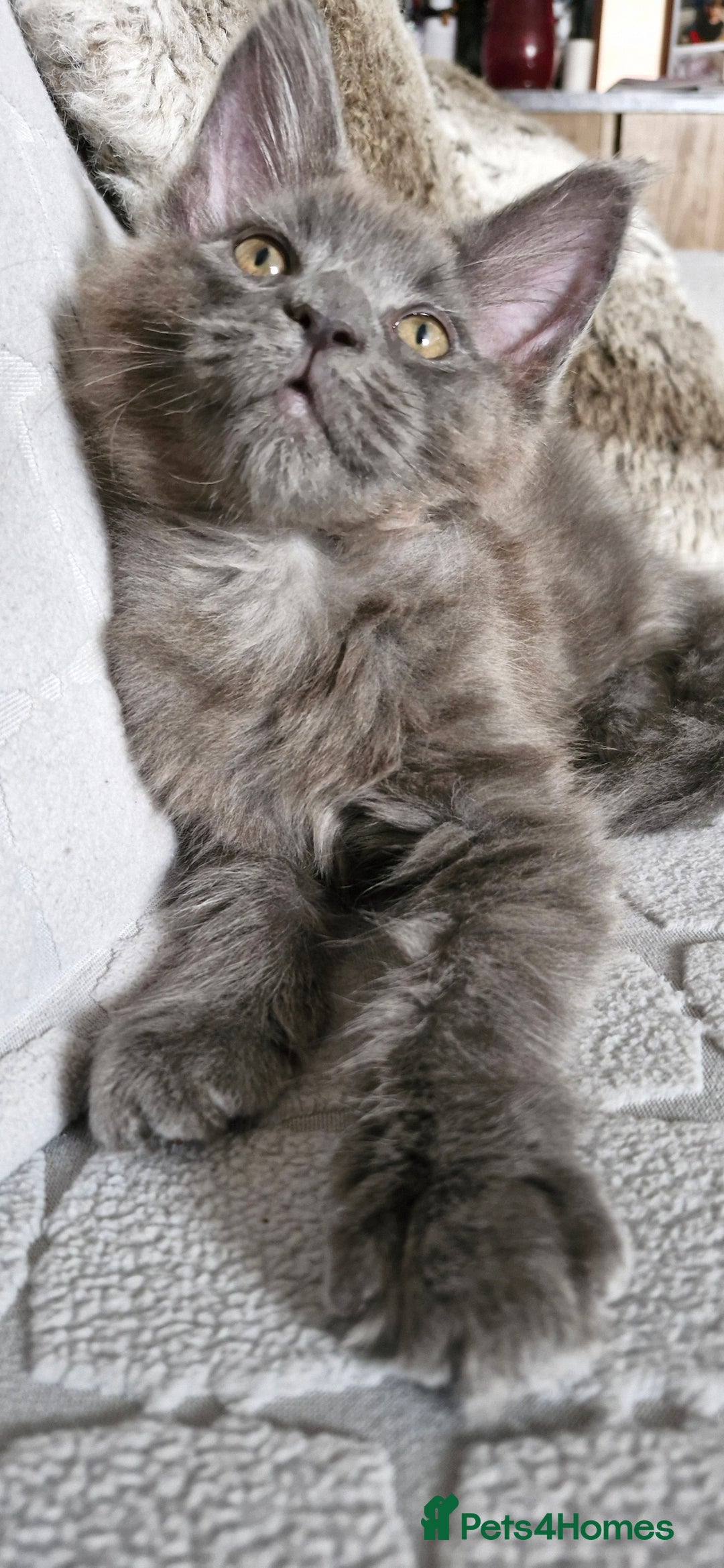Maine Coon cats for sale: Little adorable kitten looking for new home  - Image 8