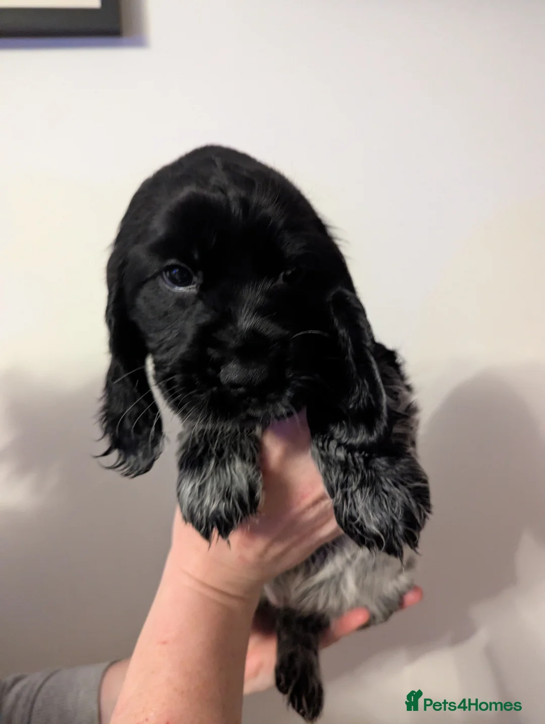 Cocker Spaniel dogs for sale: 💙1 LEFT BOY'S,❤️3 LEFT GIRLS🏡COCKER SPANIEL 🏡  - Advert 2