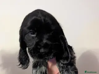 Cocker Spaniel dogs COCKER SPANIEL PUPPIES LOOKING NEW HOME 🏡 - Advert 1