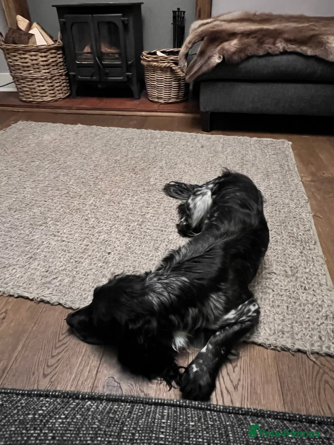 Cocker Spaniel dogs for stud: Health tested blue roan cocker spaniel at Stud in Kingussie - Advert 4