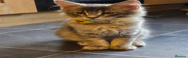 Grey Tabby Girl