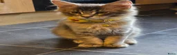 Maine Coon cats for sale: ❤️ TICA Registered Maine Coon Kittens Ready Now ❤️ - Advert 33