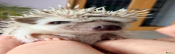 Pygmy Hedgehog rodents for sale: Stunning little baby African pigmy hedgehogs  - Advert 6