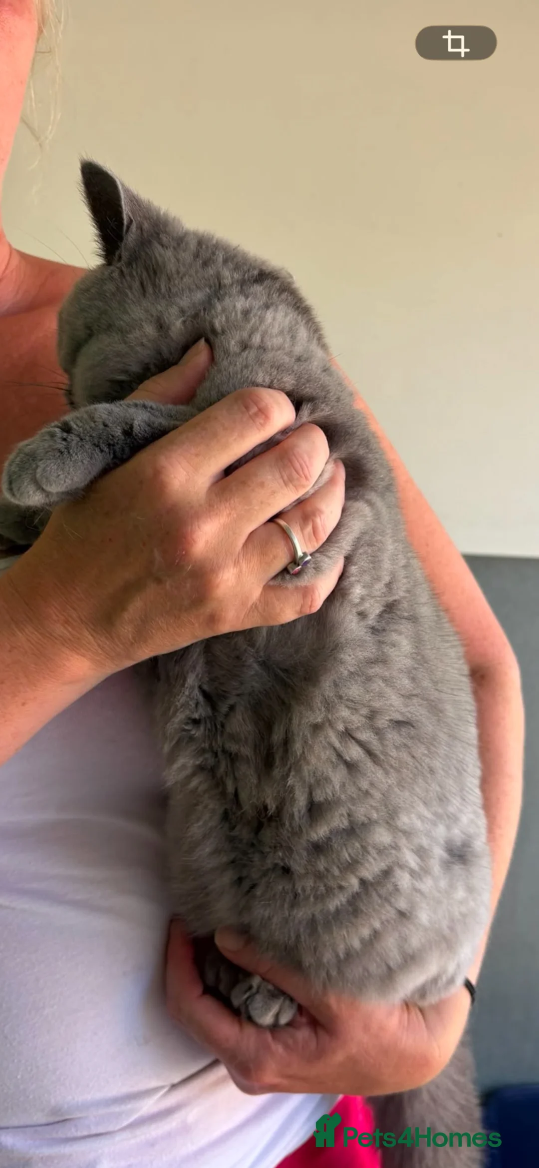 British Shorthair cats for sale: Breeding pair Active GCCF carrying lilac  - Advert 10