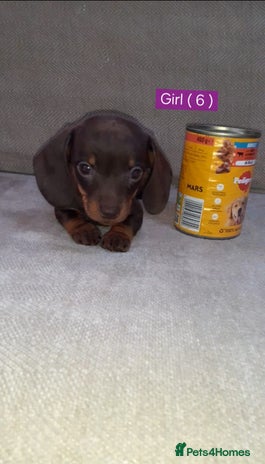 Miniature Dachshund dogs - Advert 2