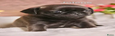 JOLENE 