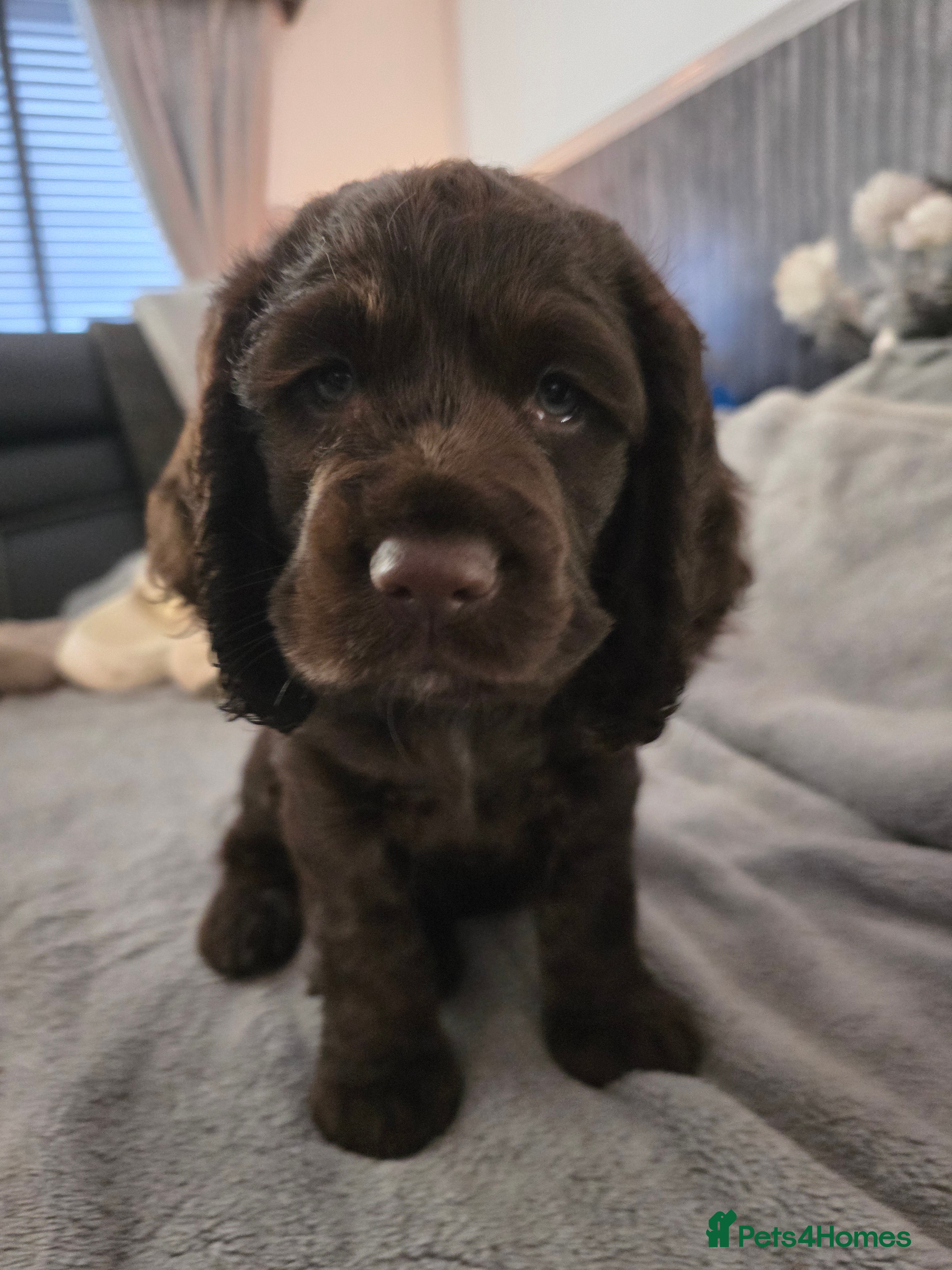Cocker Spaniel dogs for sale: KC Reg Working Cocker Spaniel Pups ** 1 Boy Left** - Advert 1