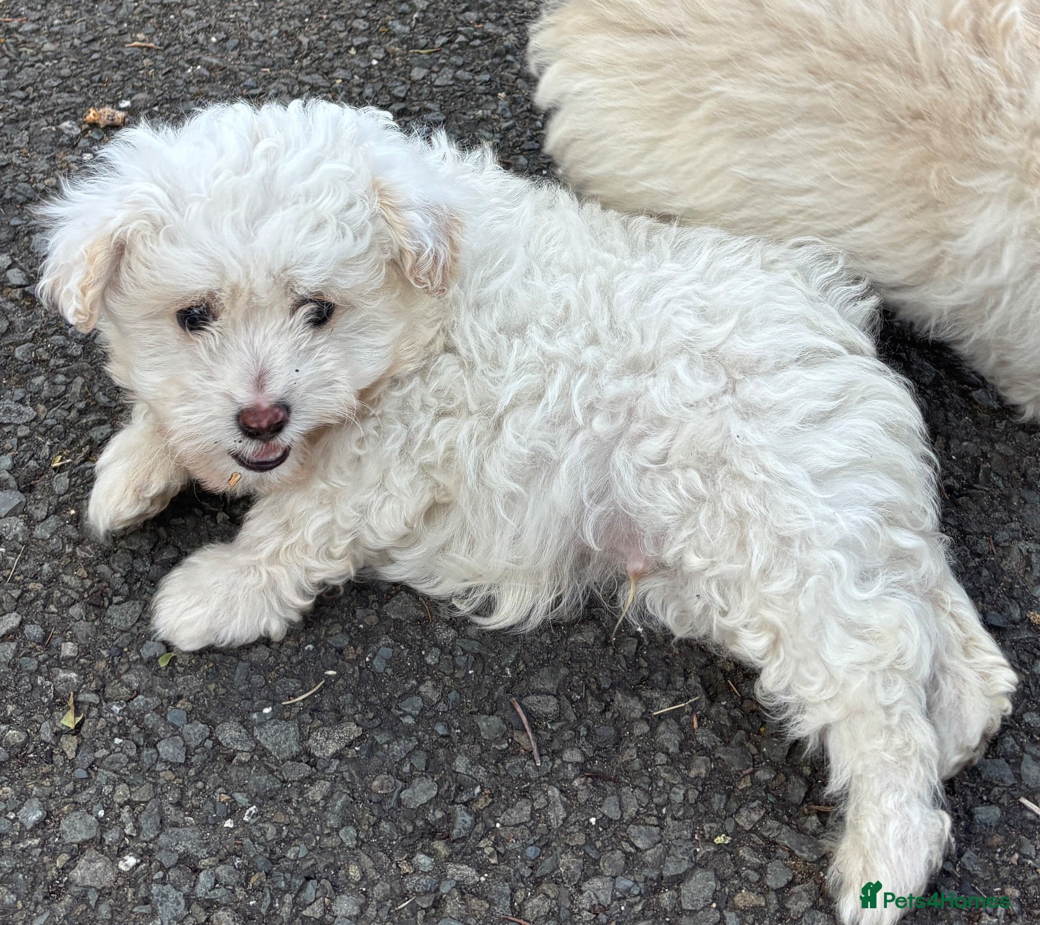 Pomapoo dogs *Rare Parti marked Pomapoo boys * - Advert 2