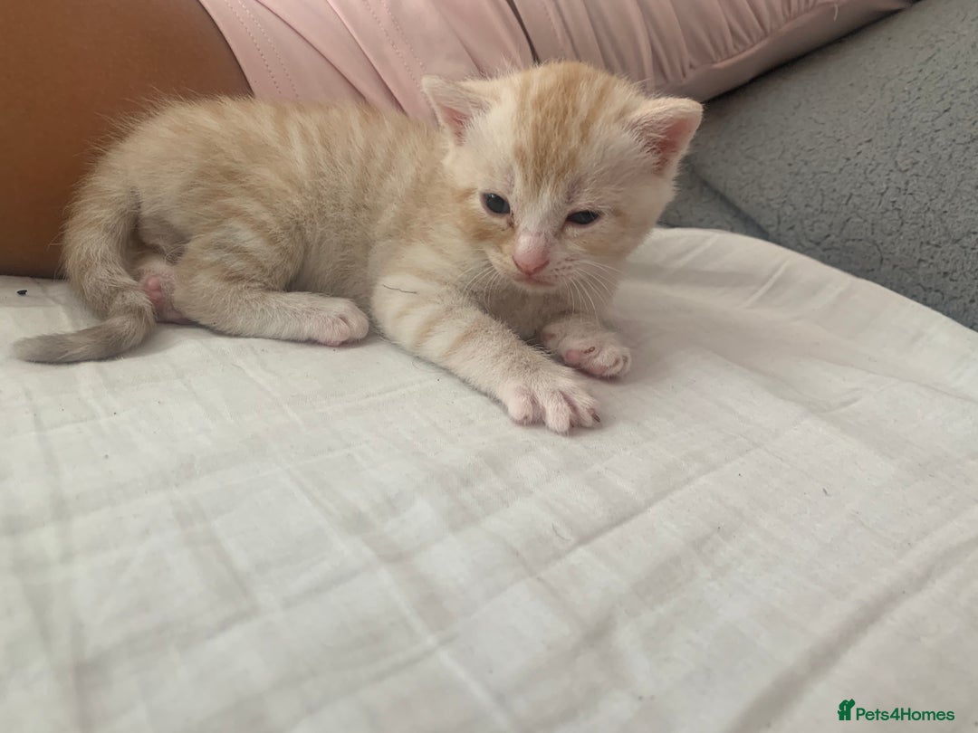 Domestic Shorthair cats for sale: White tabby males  - Image 6