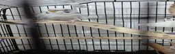 Budgerigars birds for sale: Two male budgies - Advert 6