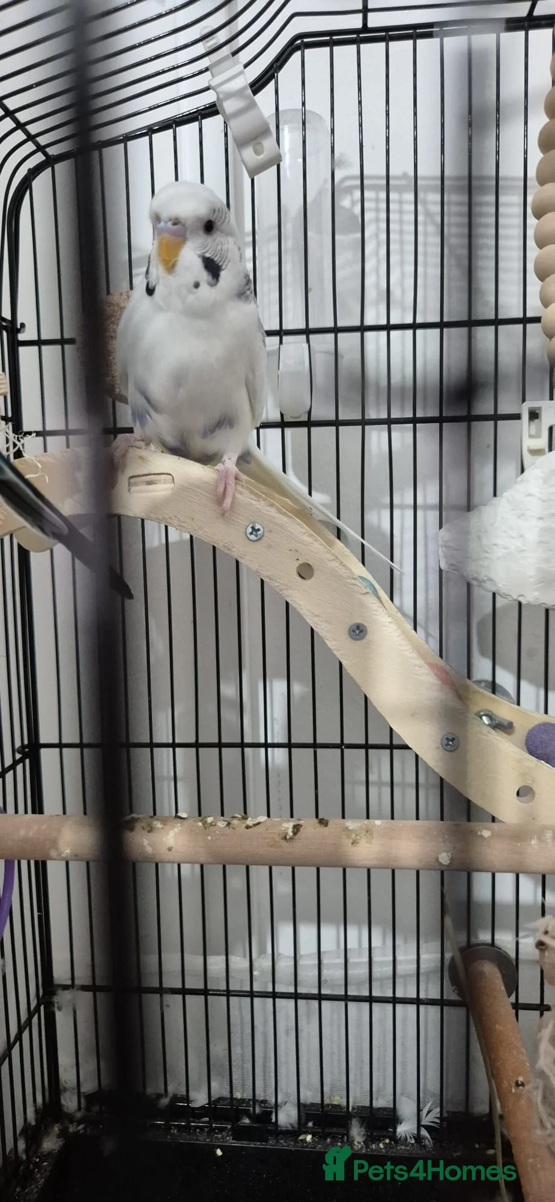 Budgerigars birds for sale: Two male budgies - Advert 6