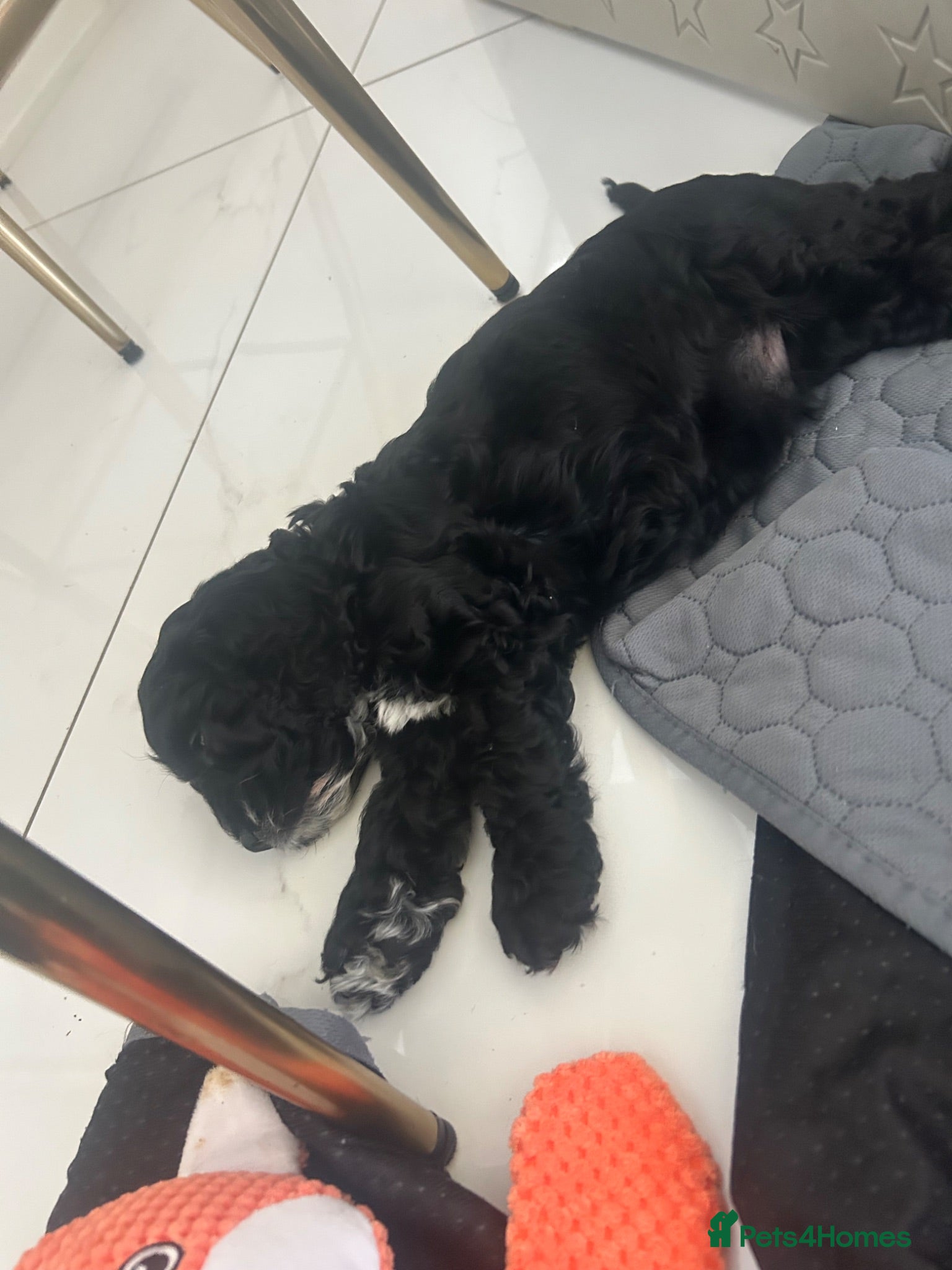 Cockapoo dogs Beautiful puppies from 5 star home breeder - Advert 8