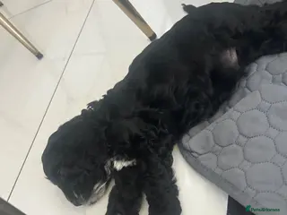 Cockapoo dogs Beautiful puppies from 5 star home breeder - Advert 8