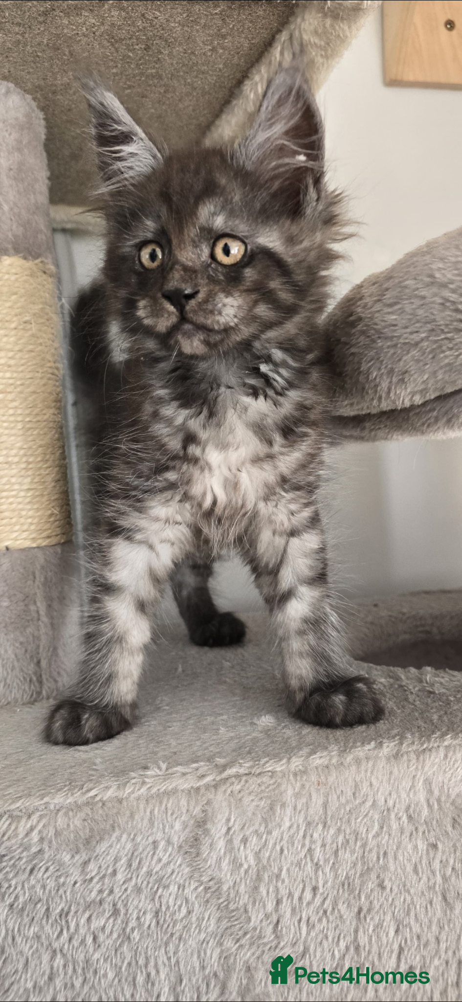Maine Coon cats Exceptional Maine Coon Kittens for Loving Homes - Advert 13