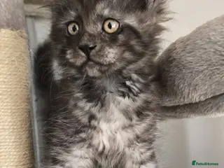 Maine Coon cats Exceptional Maine Coon Kittens for Loving Homes - Advert 13