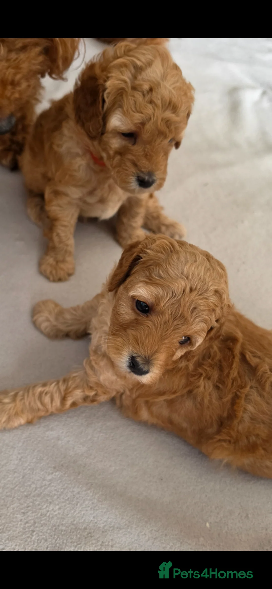 Toy Poodle dogs for sale: Beautiful Toy Poodle Puppies 🐾 - Advert 1