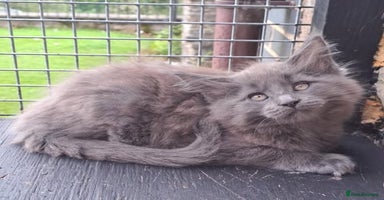 Maine Coon cats - Advert 13
