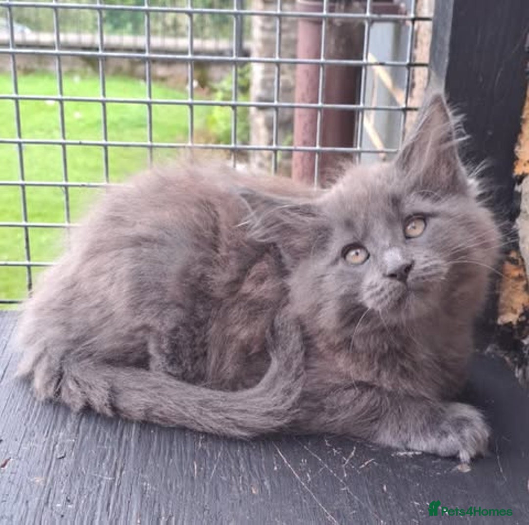 Maine Coon cats for sale: Maine Coon Kittens - Image 2