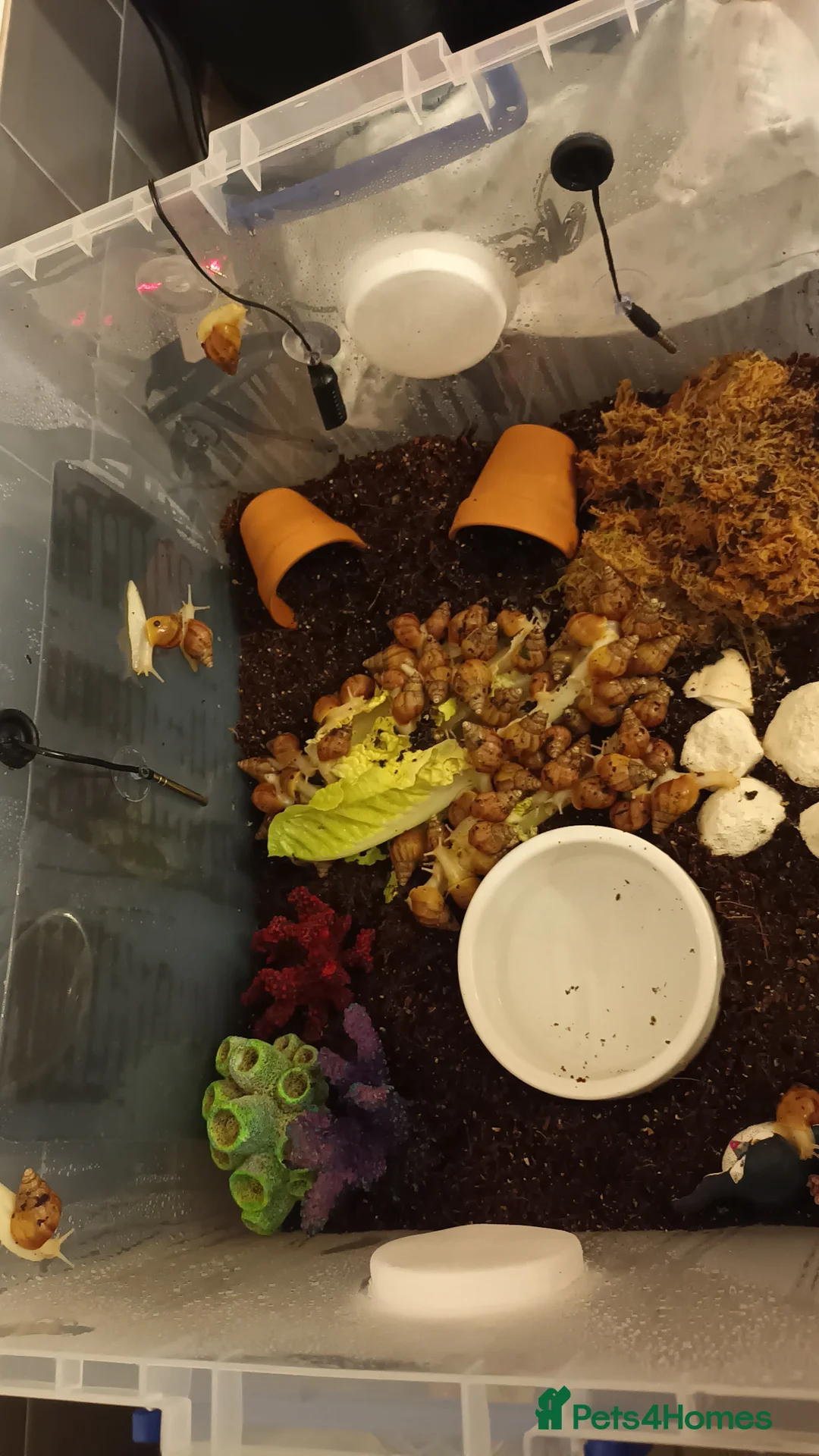 Snails invertebrates for sale: Giant African Land Snails  - Advert 2