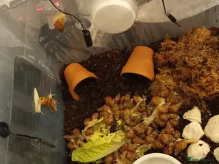 Snails invertebrates Giant African Land Snails - Advert 4