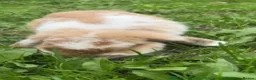 Mini Lop rabbits for sale: Bambi in Liverpool - Advert 2