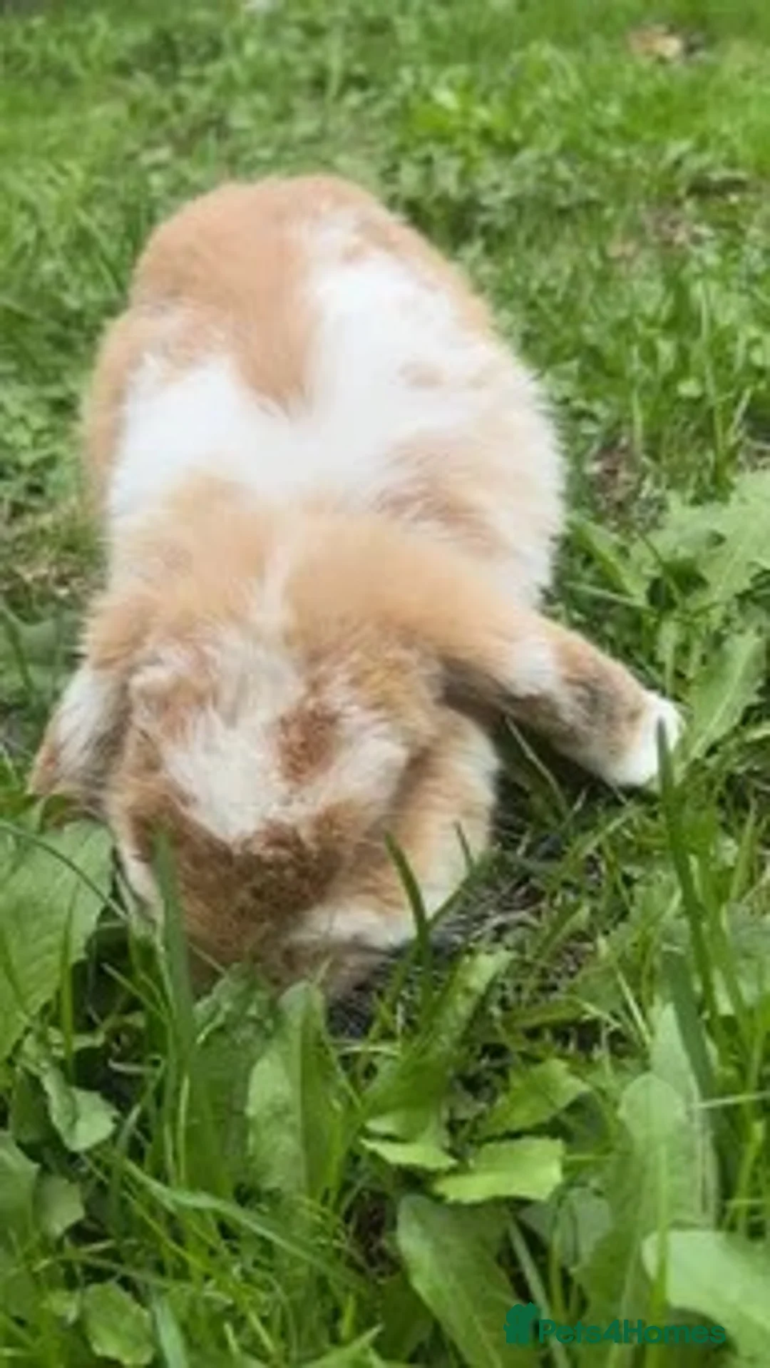 Mini Lop rabbits for sale: Bambi in Liverpool - Advert 2