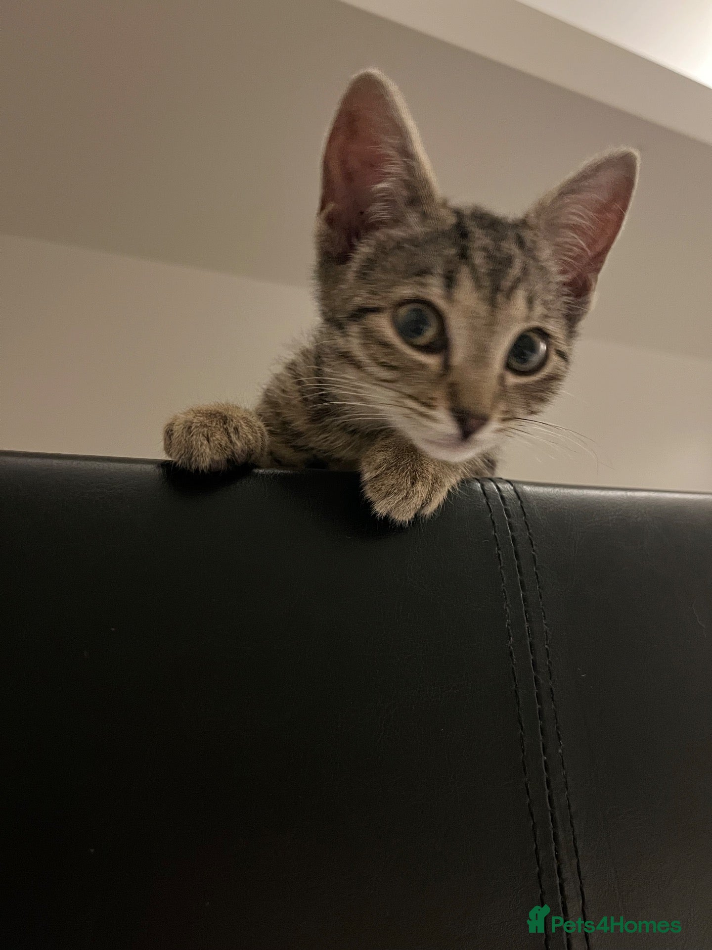 Domestic Shorthair cats 13 week old kitten  - Advert 3