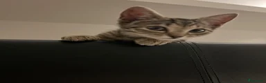 Cersei but you may rename her 