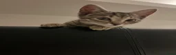 Domestic Shorthair cats for sale: 13 week old kitten  in Birmingham - Advert 2