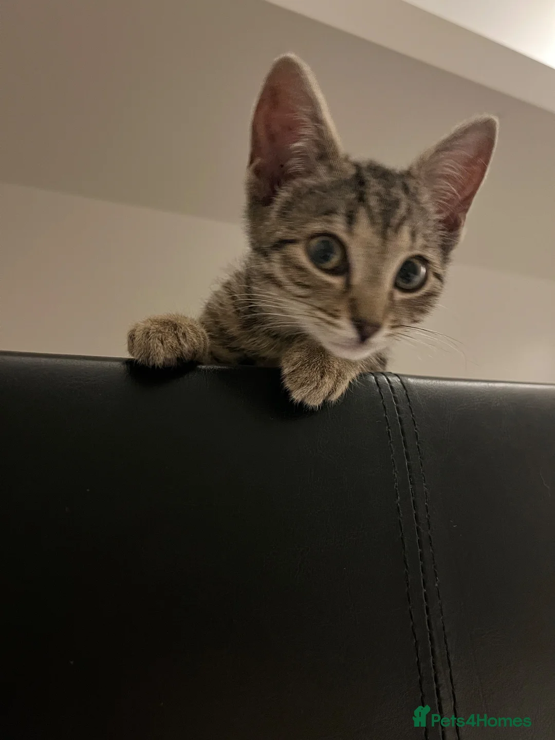 Domestic Shorthair cats for sale: 13 week old kitten  in Birmingham - Advert 2