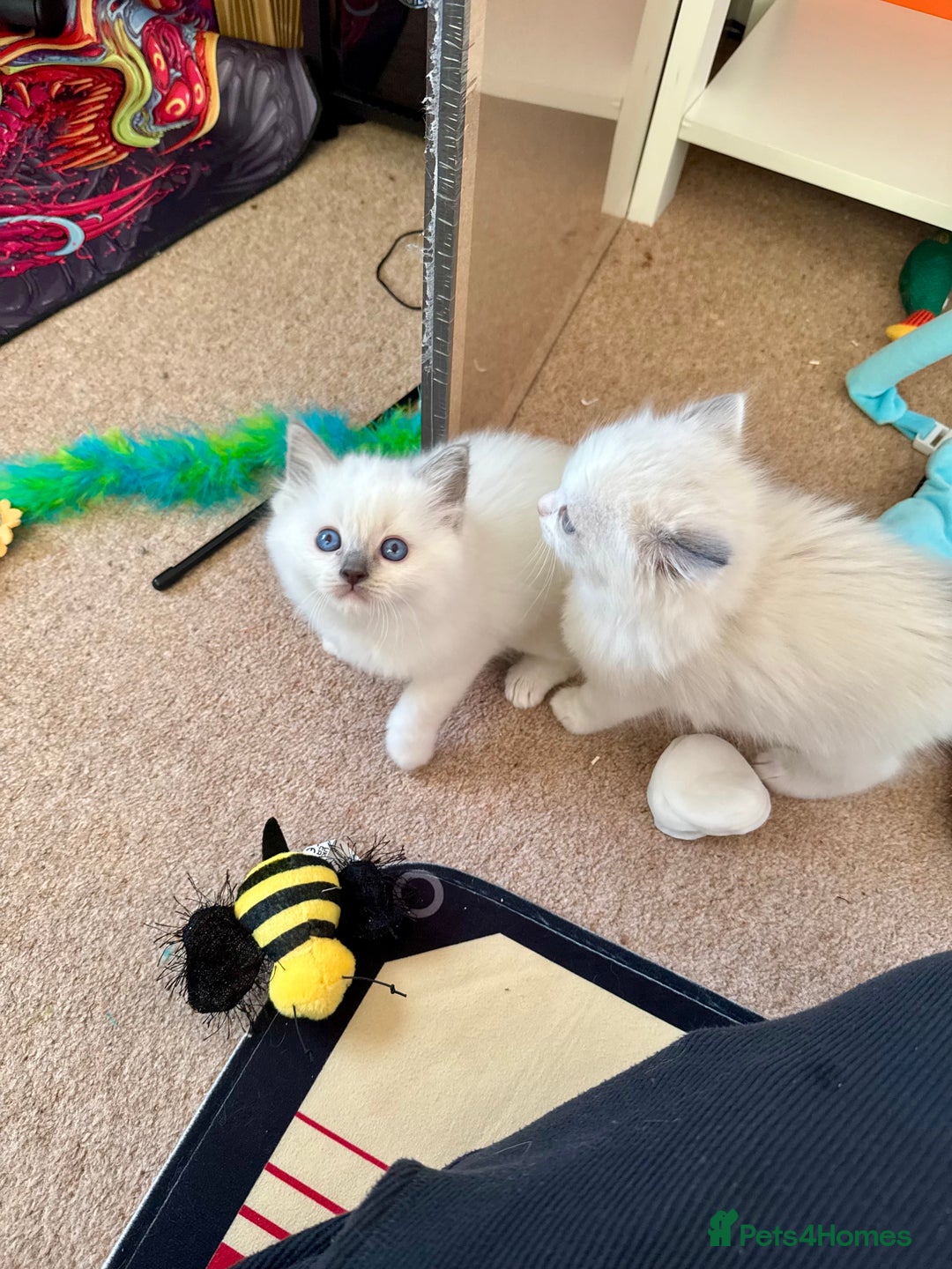 Ragdoll cats for sale: Beautiful Registered Ragdoll Kittens Available  - Advert 14