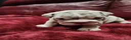 English Bulldog dogs for sale: 🐾Gorgeous British Bulldog Puppies - Boy & Girl💜 - Advert 11