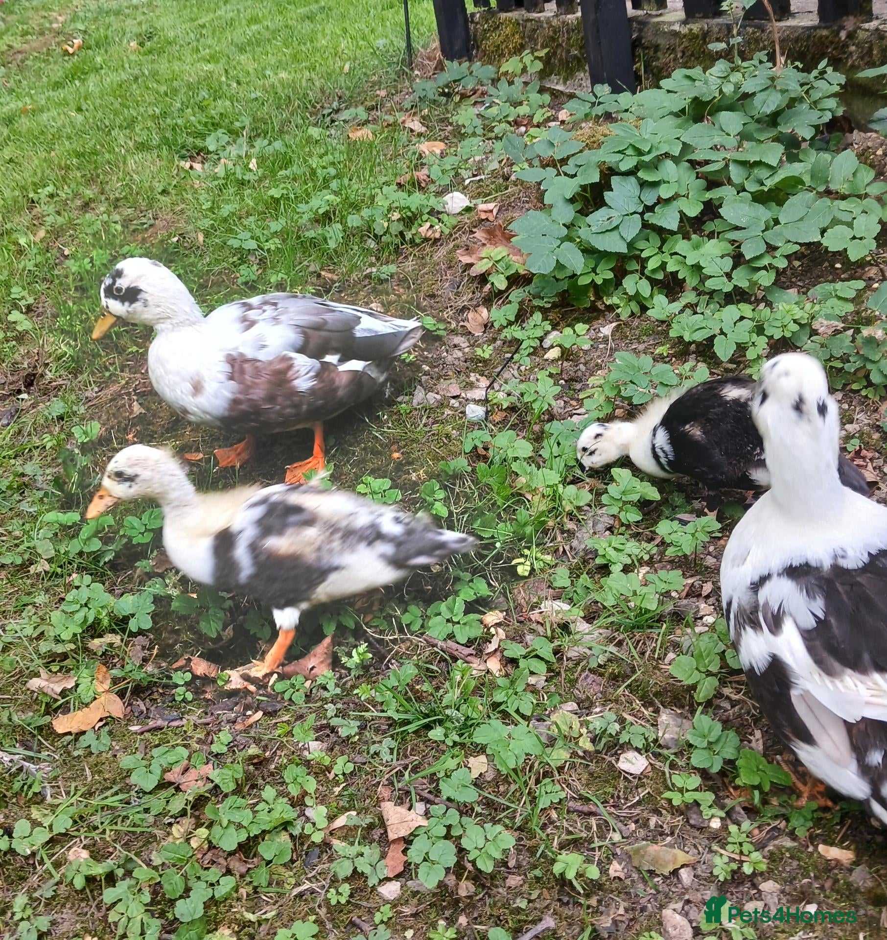 Ducks poultry Call ducks  - Advert 2
