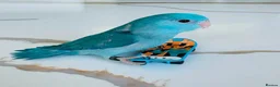 Parrots birds for sale: Gorgeous Parrots with Amazing Personalities in Norwich - Advert 2