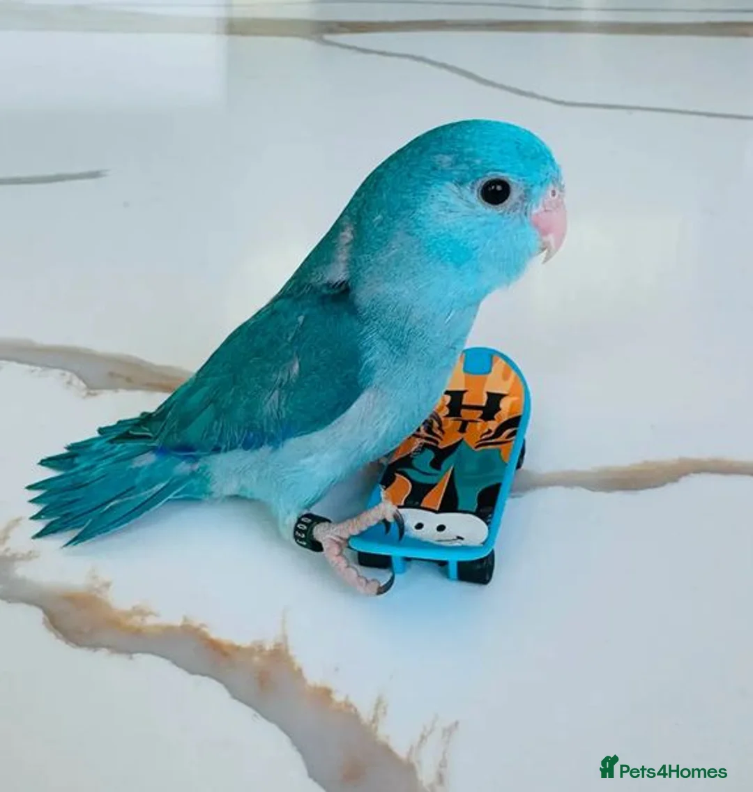Parrots birds for sale: Gorgeous Parrots with Amazing Personalities in Norwich - Advert 2
