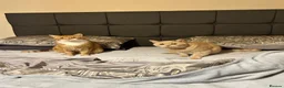 British Shorthair cats for sale: Muffin and pumpkin, both 4 year old house cats - Advert 6