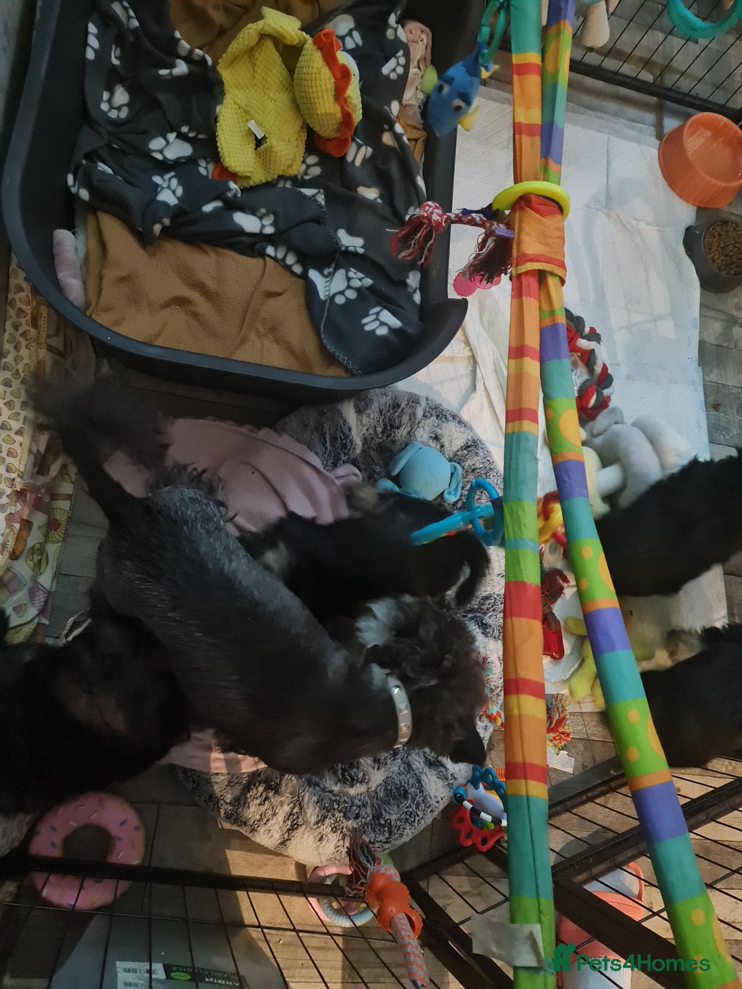 Mixed Breed dogs for sale: Mini Schnaucer/YorkshireTerrier Biewar - Image 12