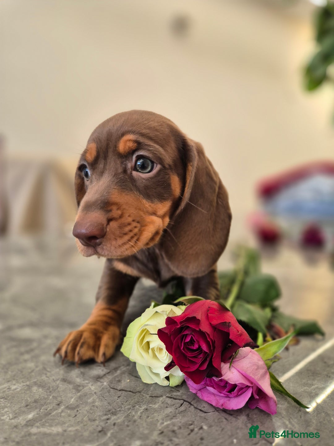 Dachshund dogs for sale: READY TO LEAVE Miniature dachshund puppies PRA CLR - Image 9