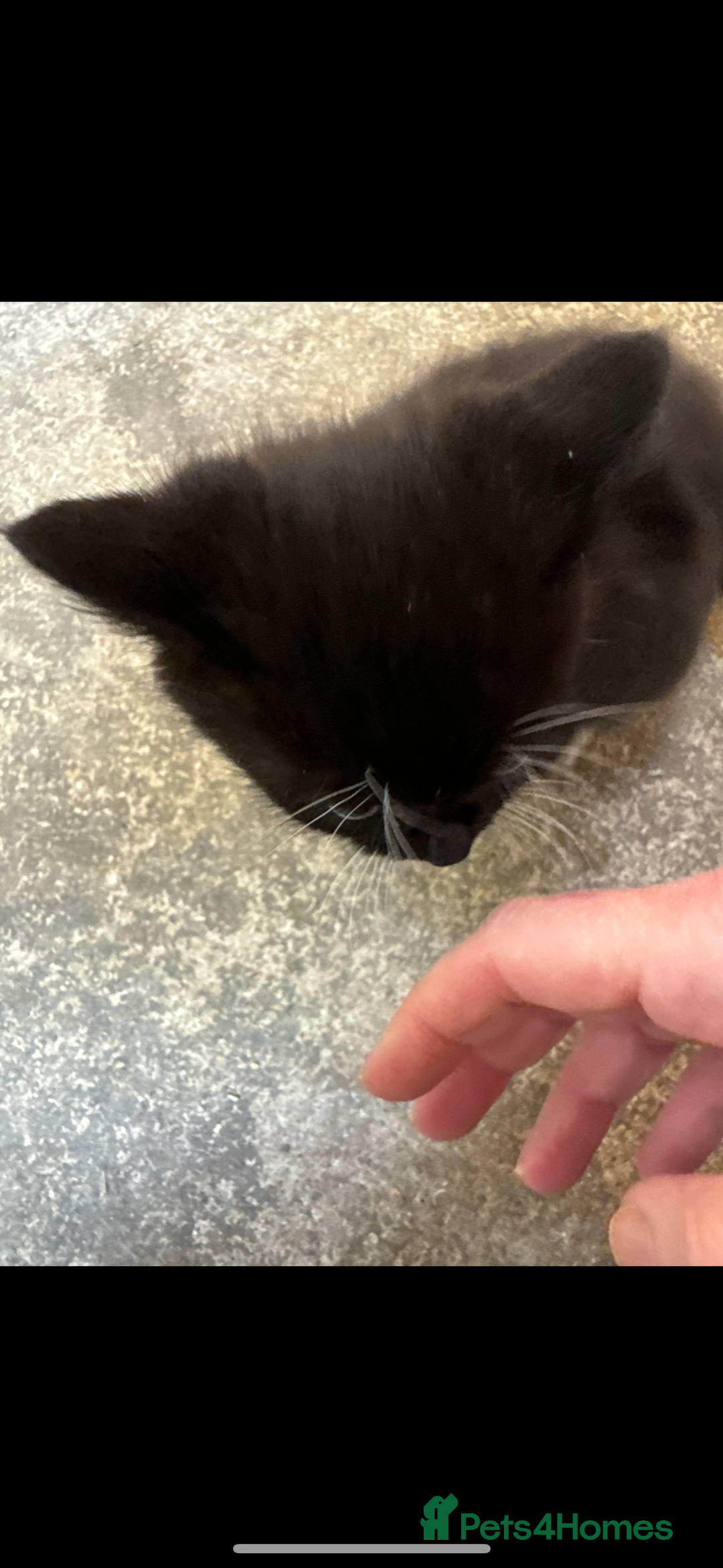 British Shorthair cats for sale: Beautiful kittens for sale - Image 22