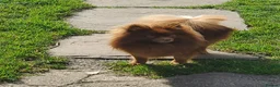 Pomeranian dogs for sale: Rare Merles!! lilac/tan boy and Choc/ tan girl ❤️  - Advert 11